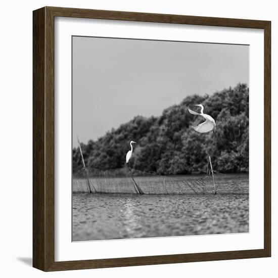 Horizontal Vivid Black and White Stork Couple Love Games on River Background Backdrop-spacedrone808-Framed Photographic Print