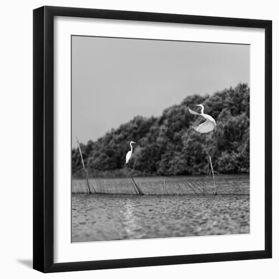 Horizontal Vivid Black and White Stork Couple Love Games on River Background Backdrop-spacedrone808-Framed Photographic Print