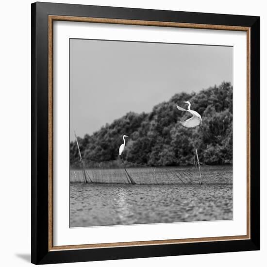 Horizontal Vivid Black and White Stork Couple Love Games on River Background Backdrop-spacedrone808-Framed Photographic Print