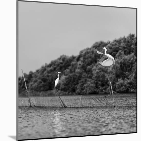 Horizontal Vivid Black and White Stork Couple Love Games on River Background Backdrop-spacedrone808-Mounted Photographic Print