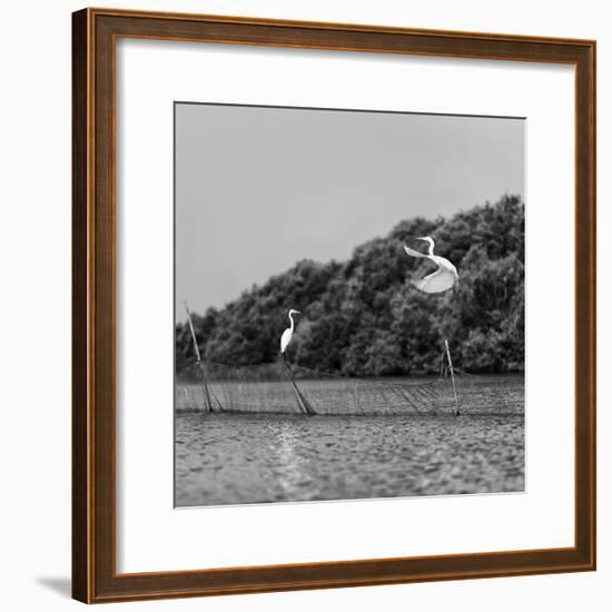 Horizontal Vivid Black and White Stork Couple Love Games on River Background Backdrop-spacedrone808-Framed Photographic Print