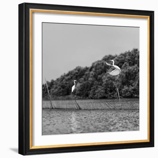 Horizontal Vivid Black and White Stork Couple Love Games on River Background Backdrop-spacedrone808-Framed Photographic Print