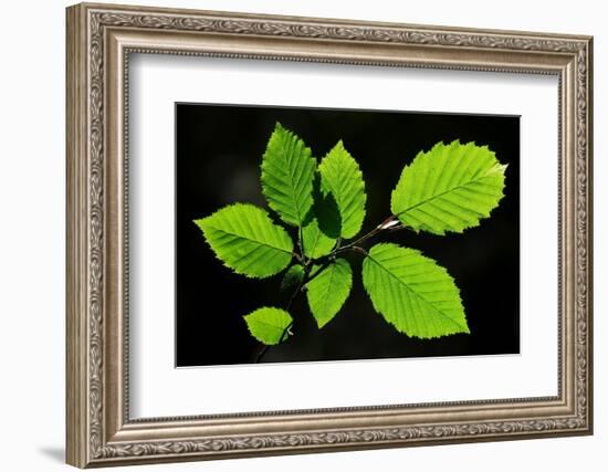 Hornbeam foliage backlit on a spring afternoon, Dorset, UK-Colin Varndell-Framed Photographic Print