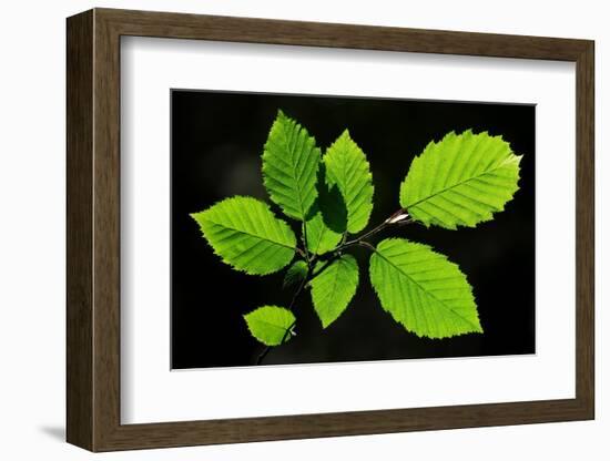 Hornbeam foliage backlit on a spring afternoon, Dorset, UK-Colin Varndell-Framed Photographic Print