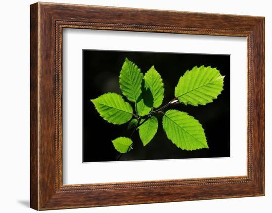 Hornbeam foliage backlit on a spring afternoon, Dorset, UK-Colin Varndell-Framed Photographic Print