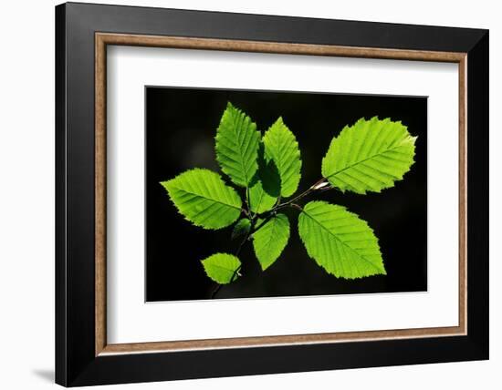 Hornbeam foliage backlit on a spring afternoon, Dorset, UK-Colin Varndell-Framed Photographic Print