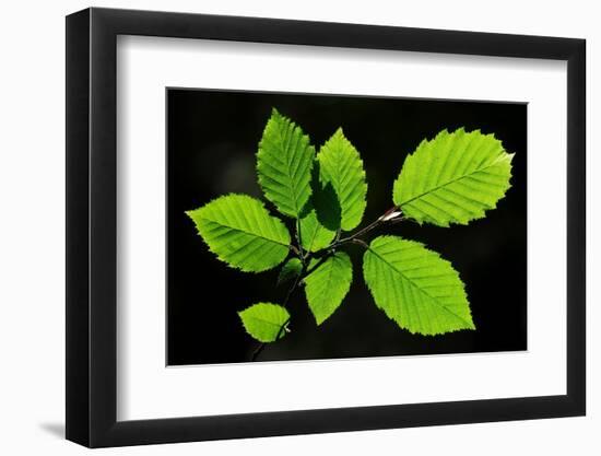 Hornbeam foliage backlit on a spring afternoon, Dorset, UK-Colin Varndell-Framed Photographic Print