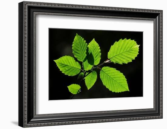 Hornbeam foliage backlit on a spring afternoon, Dorset, UK-Colin Varndell-Framed Photographic Print