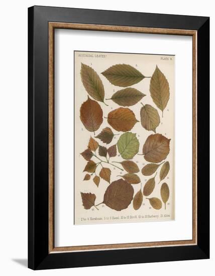 Hornbeam, Hazel, Birch, Barberry and Alder Tree Leaves in Autumn Colours-null-Framed Photographic Print