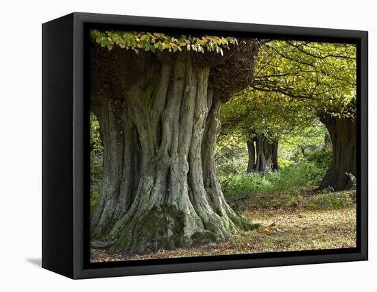 Hornbeam trees ancient pollards, Essex, England-Andy Sands-Framed Premier Image Canvas