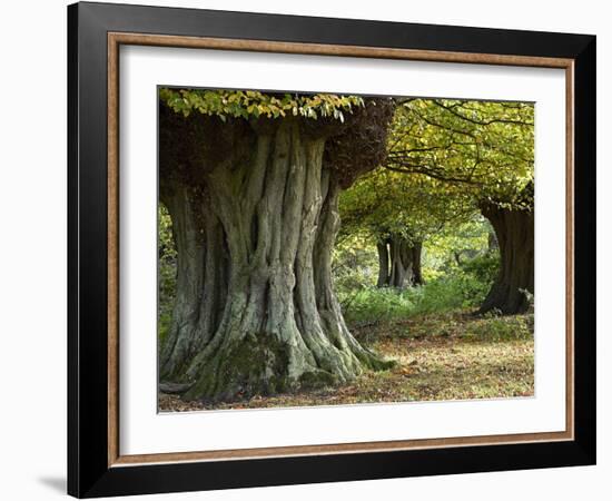 Hornbeam trees ancient pollards, Essex, England-Andy Sands-Framed Photographic Print