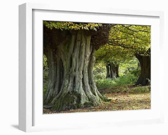 Hornbeam trees ancient pollards, Essex, England-Andy Sands-Framed Photographic Print