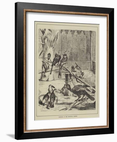 Hornbills at the Zoological Gardens-null-Framed Giclee Print