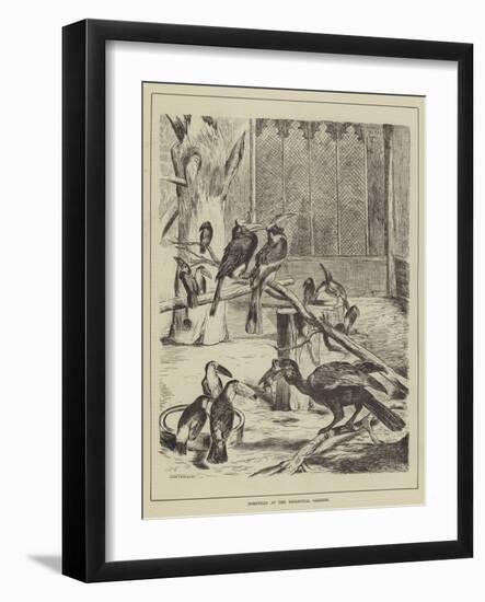 Hornbills at the Zoological Gardens-null-Framed Giclee Print