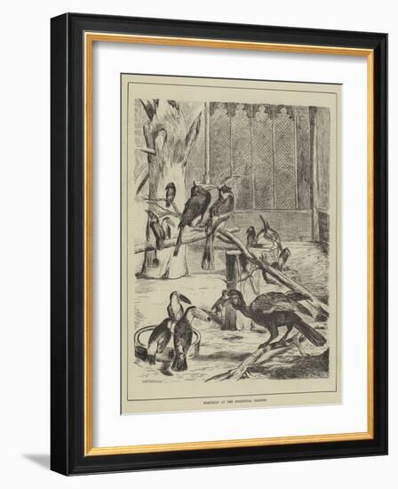 Hornbills at the Zoological Gardens-null-Framed Giclee Print