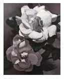 White Gardenias-Hornbuckle-Framed Art Print