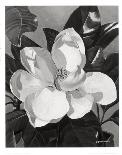 White Gardenias-Hornbuckle-Framed Art Print
