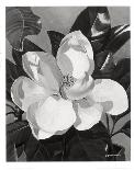 White Gardenias-Hornbuckle-Mounted Art Print