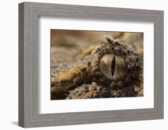 Horned adder (Bitis caudalis) close up of eye, Brandberg area, Namibia-Emanuele Biggi-Framed Photographic Print