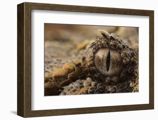 Horned adder (Bitis caudalis) close up of eye, Brandberg area, Namibia-Emanuele Biggi-Framed Photographic Print