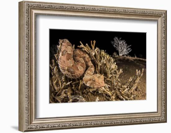 Horned adder (Bitis caudalis) waiting for passing prey in the Namib Desert, Brandberg, Namibia-Emanuele Biggi-Framed Photographic Print