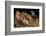 Horned adder (Bitis caudalis) waiting for passing prey in the Namib Desert, Brandberg, Namibia-Emanuele Biggi-Framed Photographic Print