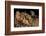 Horned adder (Bitis caudalis) waiting for passing prey in the Namib Desert, Brandberg, Namibia-Emanuele Biggi-Framed Photographic Print