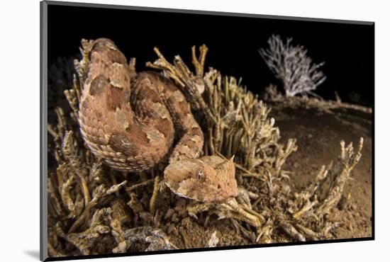 Horned adder (Bitis caudalis) waiting for passing prey in the Namib Desert, Brandberg, Namibia-Emanuele Biggi-Mounted Photographic Print