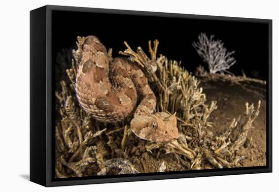 Horned adder (Bitis caudalis) waiting for passing prey in the Namib Desert, Brandberg, Namibia-Emanuele Biggi-Framed Premier Image Canvas