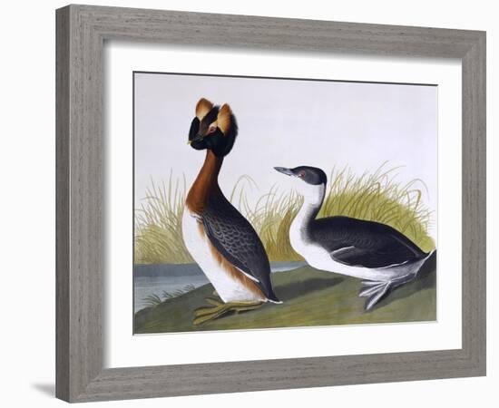 Horned Grebe-John James Audubon-Framed Art Print