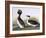 Horned Grebe-John James Audubon-Framed Art Print