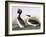 Horned Grebe-John James Audubon-Framed Art Print