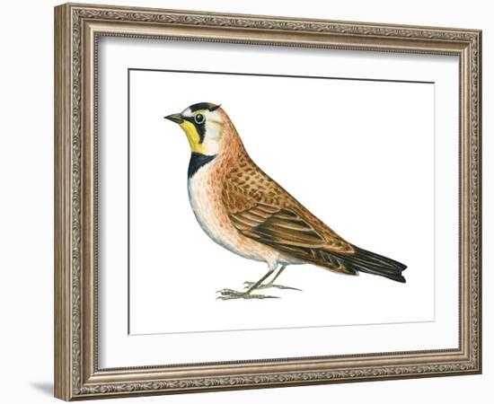 Horned Lark (Eremophila Alpestris), Birds-Encyclopaedia Britannica-Framed Art Print