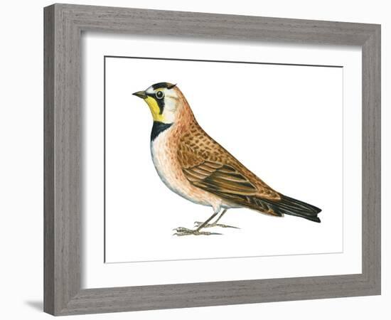 Horned Lark (Eremophila Alpestris), Birds-Encyclopaedia Britannica-Framed Art Print