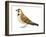 Horned Lark (Eremophila Alpestris), Birds-Encyclopaedia Britannica-Framed Art Print