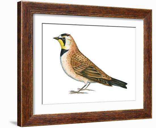 Horned Lark (Eremophila Alpestris), Birds-Encyclopaedia Britannica-Framed Art Print