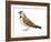 Horned Lark (Eremophila Alpestris), Birds-Encyclopaedia Britannica-Framed Art Print