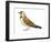 Horned Lark (Eremophila Alpestris), Birds-Encyclopaedia Britannica-Framed Art Print