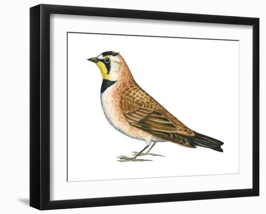 Horned Lark (Eremophila Alpestris), Birds-Encyclopaedia Britannica-Framed Art Print