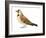 Horned Lark (Eremophila Alpestris), Birds-Encyclopaedia Britannica-Framed Art Print