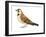 Horned Lark (Eremophila Alpestris), Birds-Encyclopaedia Britannica-Framed Art Print
