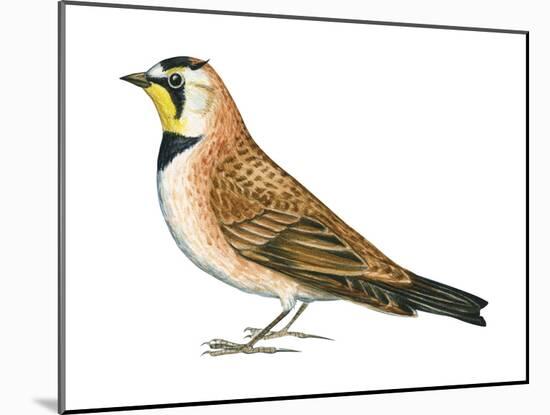 Horned Lark (Eremophila Alpestris), Birds-Encyclopaedia Britannica-Mounted Art Print