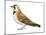 Horned Lark (Eremophila Alpestris), Birds-Encyclopaedia Britannica-Mounted Art Print