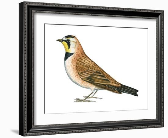 Horned Lark (Eremophila Alpestris), Birds-Encyclopaedia Britannica-Framed Art Print