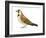 Horned Lark (Eremophila Alpestris), Birds-Encyclopaedia Britannica-Framed Art Print