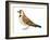 Horned Lark (Eremophila Alpestris), Birds-Encyclopaedia Britannica-Framed Art Print