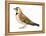 Horned Lark (Eremophila Alpestris), Birds-Encyclopaedia Britannica-Framed Stretched Canvas