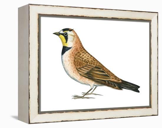 Horned Lark (Eremophila Alpestris), Birds-Encyclopaedia Britannica-Framed Stretched Canvas