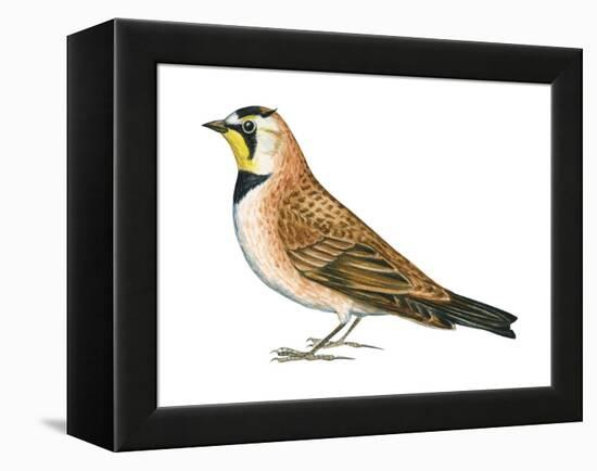 Horned Lark (Eremophila Alpestris), Birds-Encyclopaedia Britannica-Framed Stretched Canvas