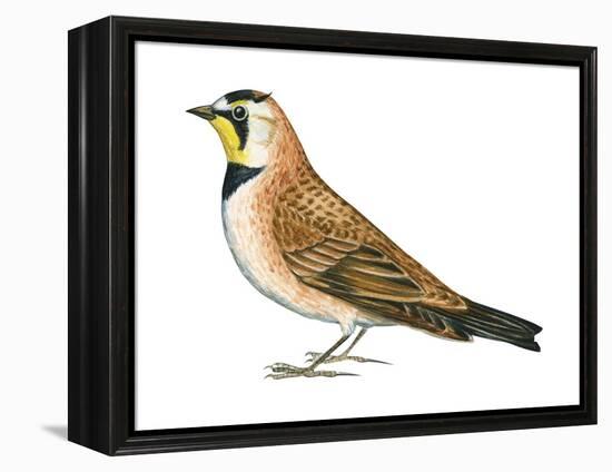 Horned Lark (Eremophila Alpestris), Birds-Encyclopaedia Britannica-Framed Stretched Canvas